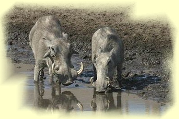 Warthog nearby Robyn