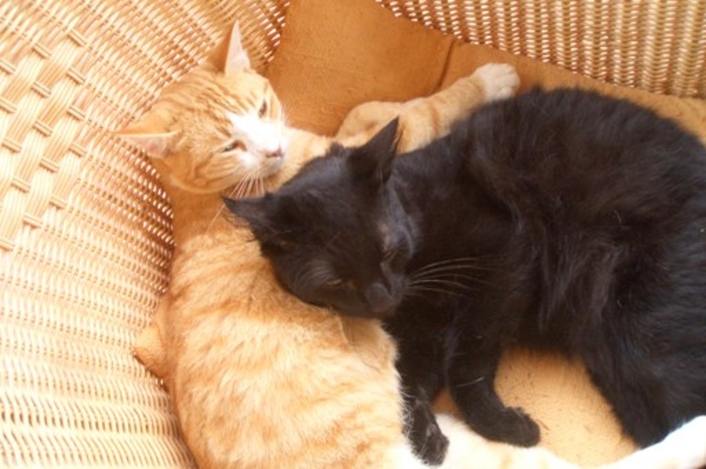Katzen
