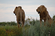 Click here to see the picture (Loewen.JPG)