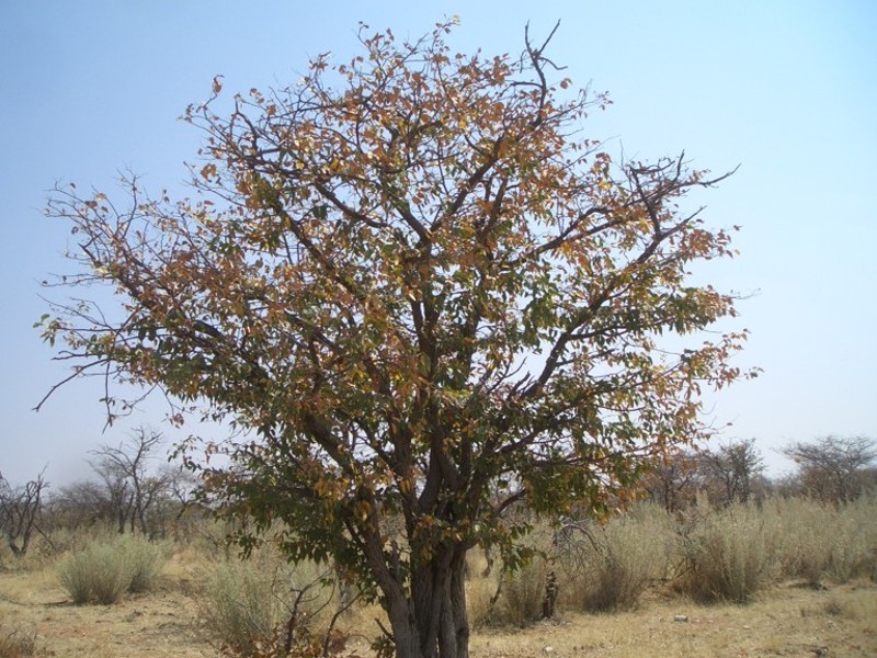 Mopanebaum